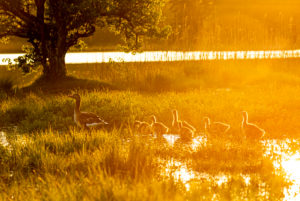Graugans mit Jungtieren im goldenen Abendlicht während Sonnenuntergang in einer frischen Sommerwiese während Hochwasser an den Osterseen bei Iffeldorf. Graugans mit Jungtieren im goldenen Abendlicht während Sonnenuntergang in einer frischen Sommerwiese während Hochwasser an den Osterseen bei Iffeldorf.